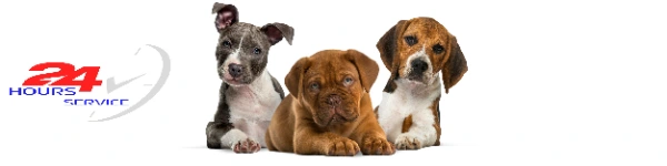 24 Hour Pet Cremation